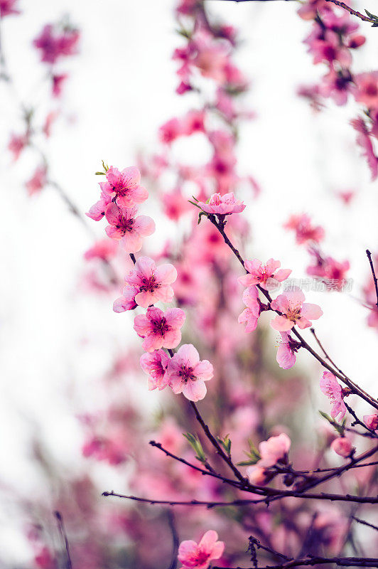 樱花盛开