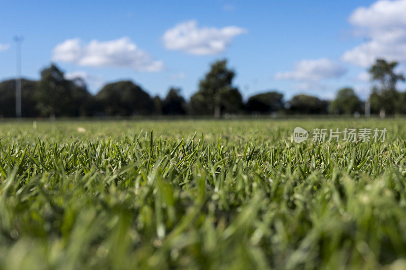 近距离拍摄的草在一个公共公园从地面水平拍摄