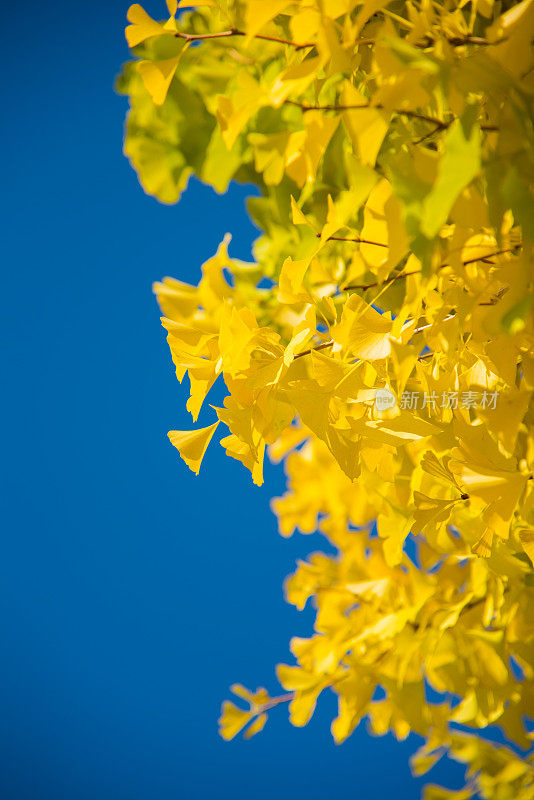 近距离射杀。银杏树的叶子金黄金黄，秋天的季节。日本长野县松本