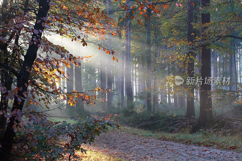 朦胧的秋日山毛榉林中的阳光