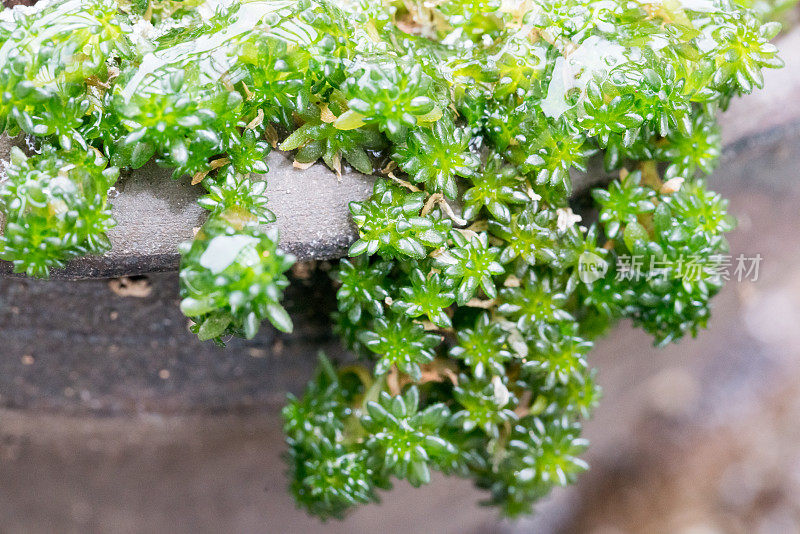 冻雨后盆栽肉质植物