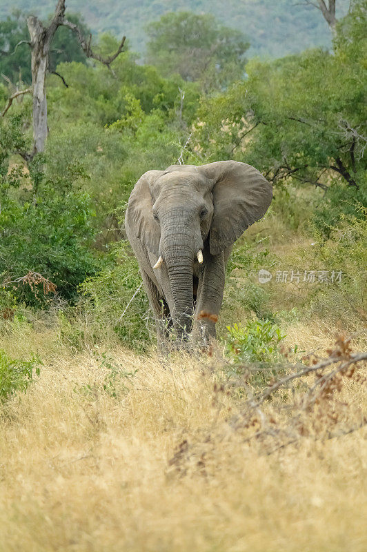 非洲大象-克鲁格国家公园