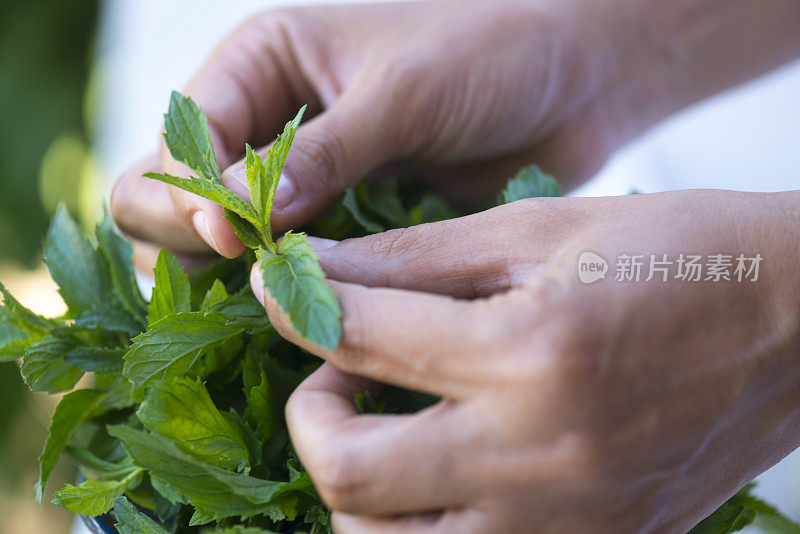 用手从植物中采摘新鲜的薄荷