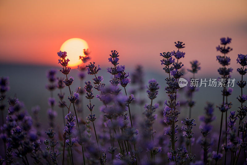 夕阳下的薰衣草田