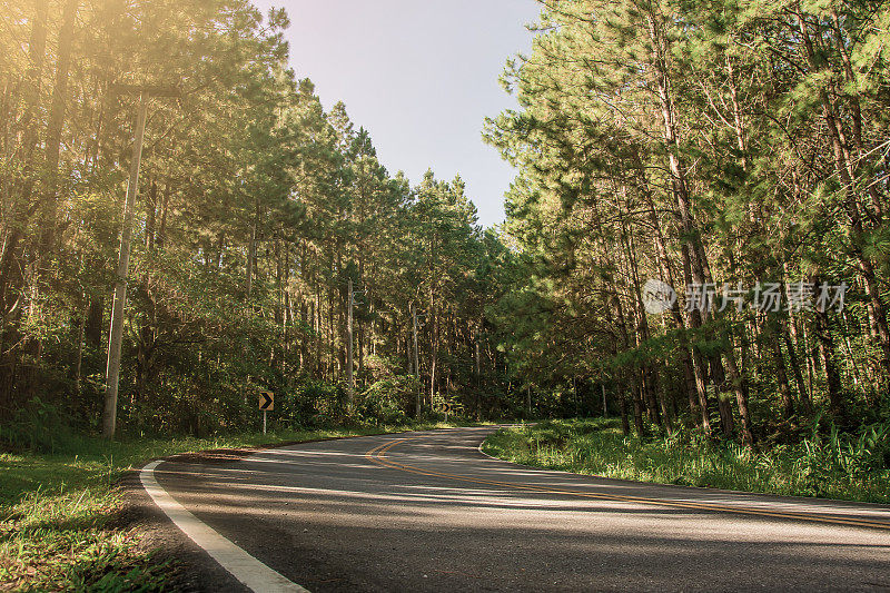 路在松林里。