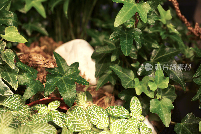 花盆中的装饰性植物和花