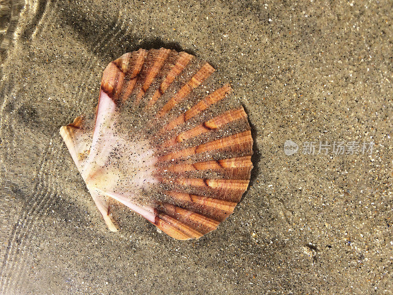 海中的贝壳