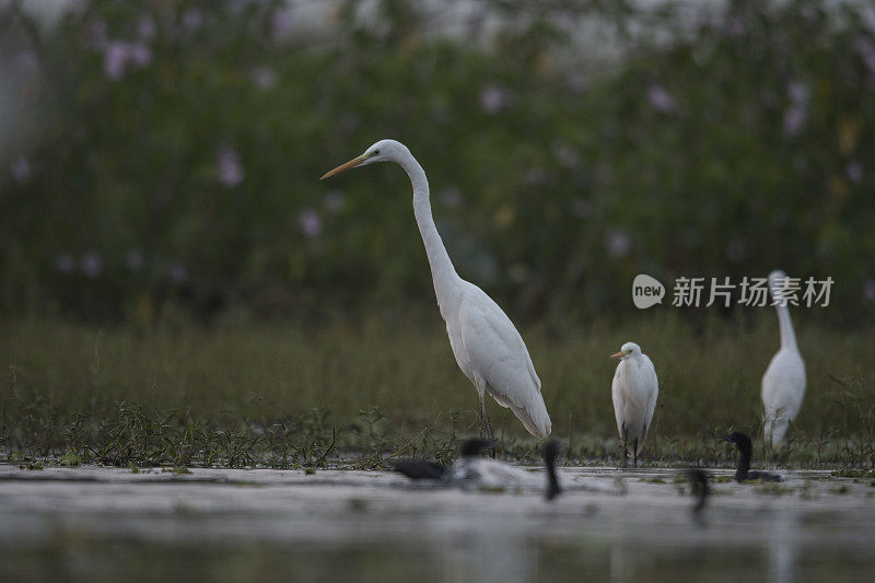 大白鹭和小白鹭