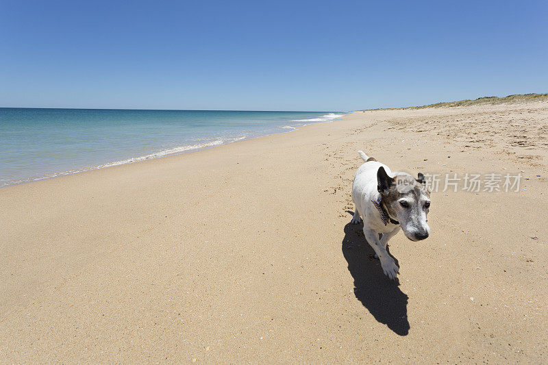 美丽的狗狗友好海滩