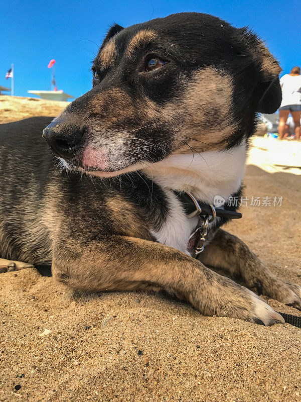 圣克鲁斯海滩上的小黑狗