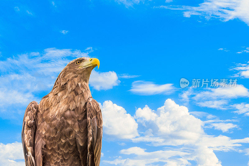 白尾鹰的肖像。猛禽奥尔兰白尾在蓝色多云的天空背景。