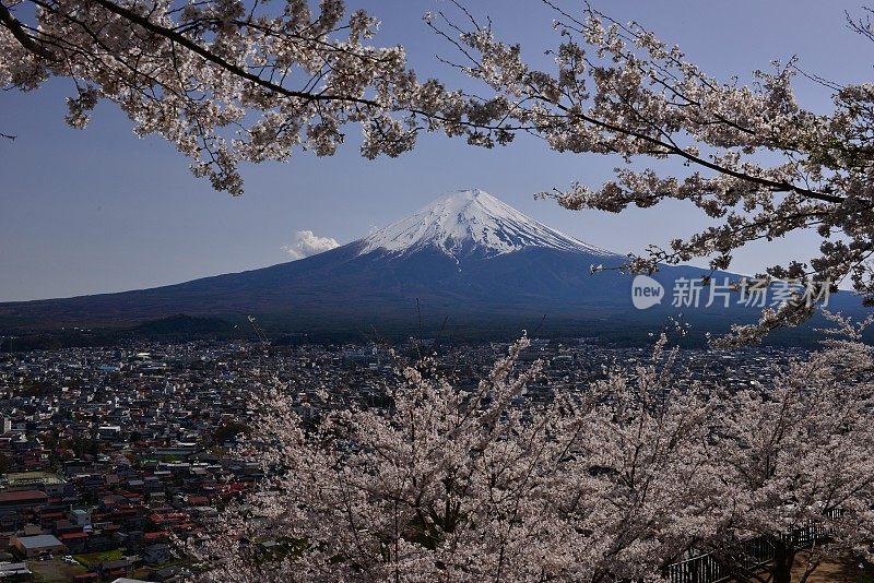 樱花盛开的富士山，取自富士吉田市