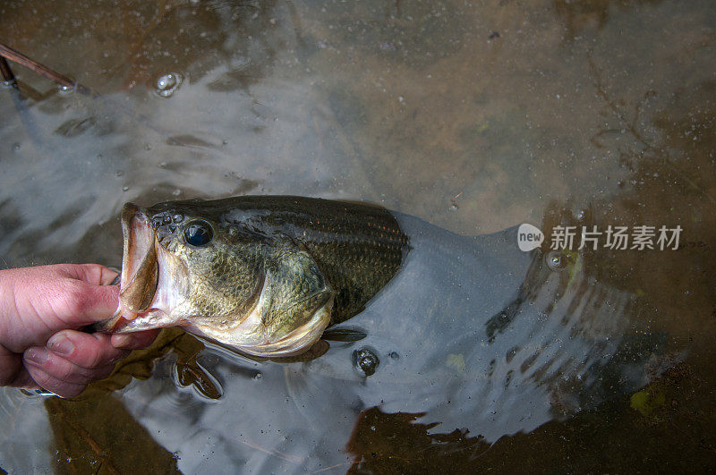 大嘴鲈鱼