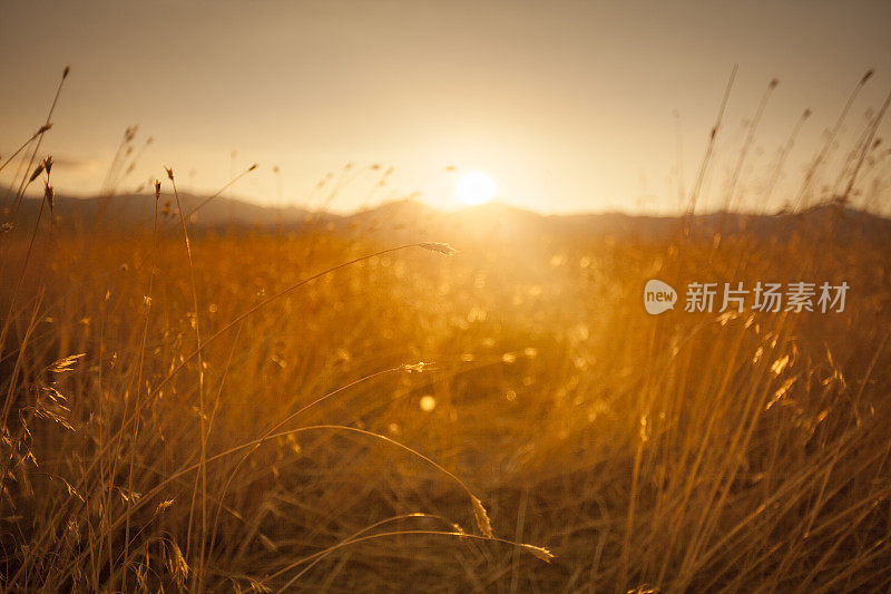 夕阳下的农田草地小路