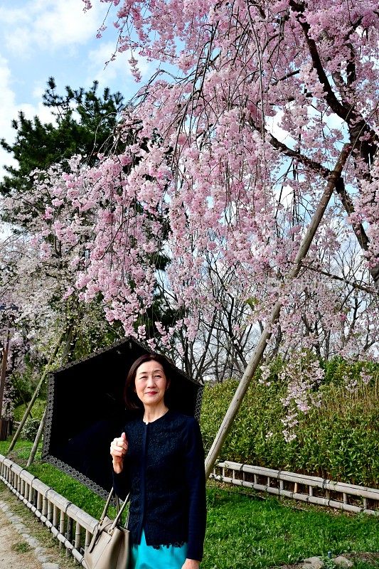 一名日本女子在京都加茂河畔欣赏樱花