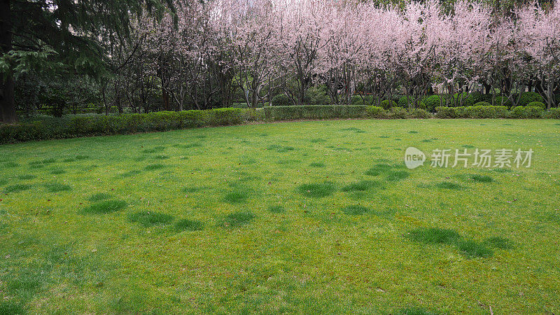 草地上爬满了樱桃树