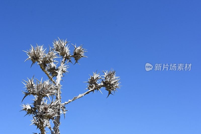 一根枯干的荆棘刺向天空