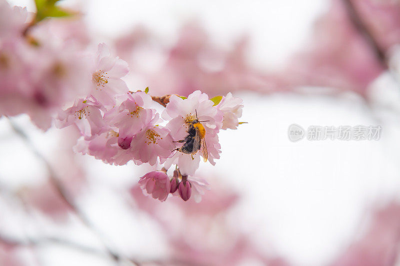 樱花和蜜蜂