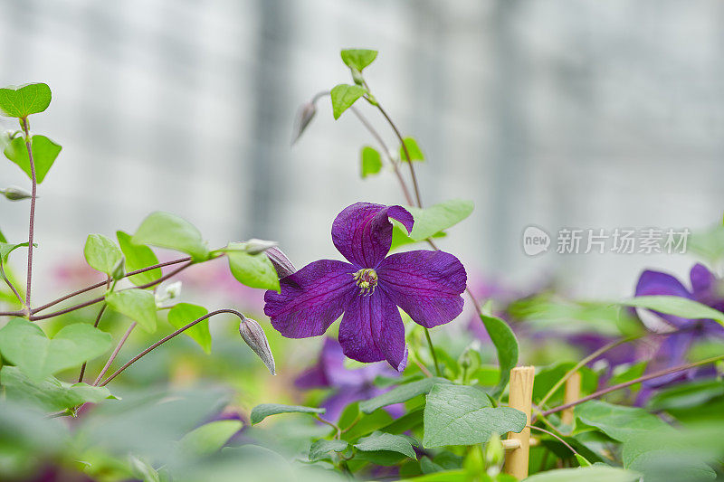 花园里的紫色铁线莲