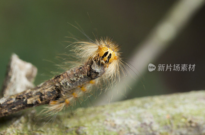 春天的松毛虫――巴塞罗那的森林