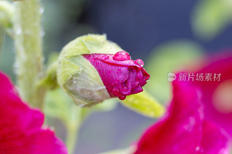 雨后的蜀葵粉