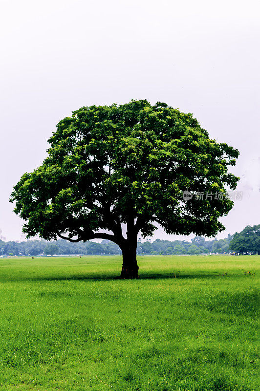 草地上的一棵老橡树。田野上长着一棵高大美丽的橡树，在阳光明媚温暖的天气里，这是夏日的一道风景线。在春天的绿叶上的一棵树。田野里孤零零的一棵大树。树的生命理念。