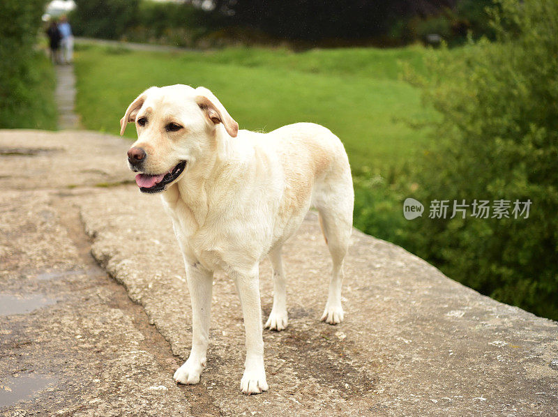 拉布拉多寻回犬