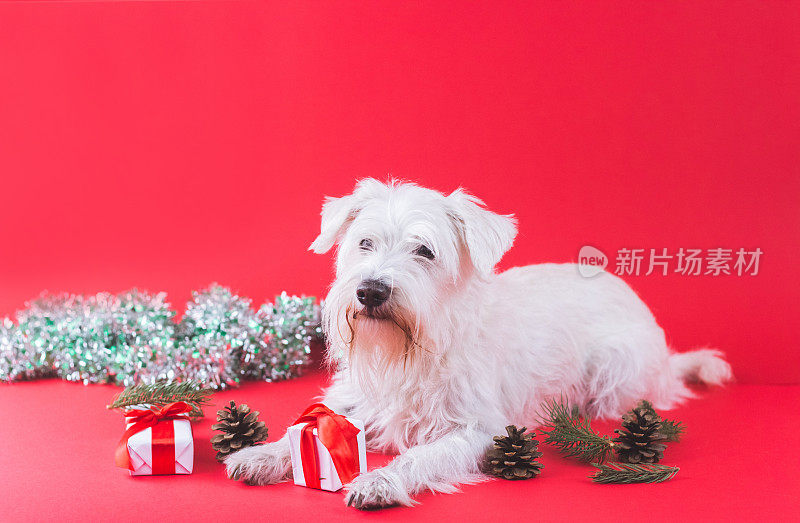 雪纳瑞犬圣诞节