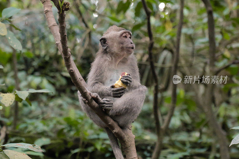 猴子在丛林里坐着吃东西