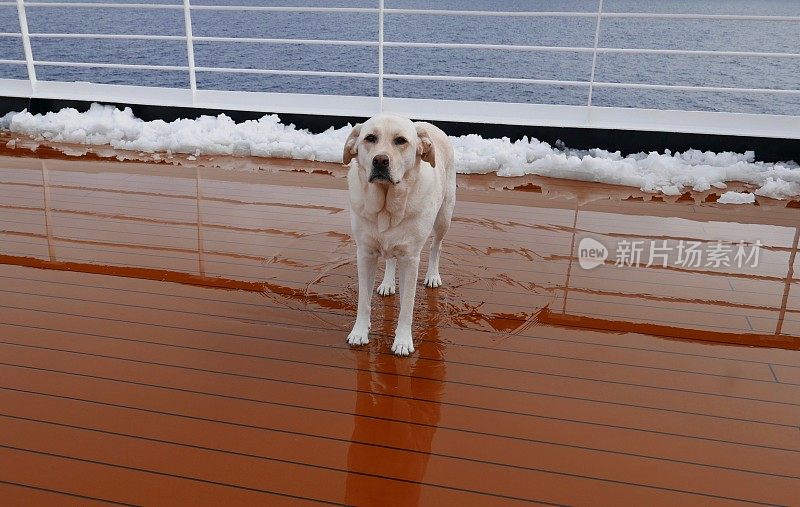 南极的拉布拉多寻回犬