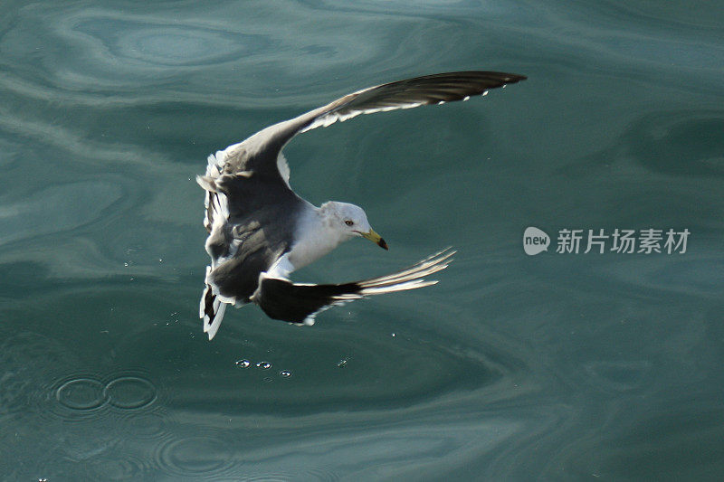 海鸥的翅膀