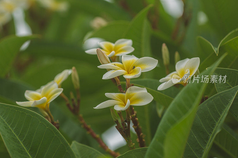 白鸡蛋花属热带花卉