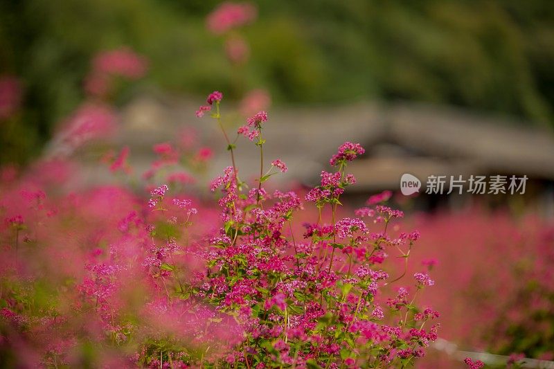 红荞麦花VH549