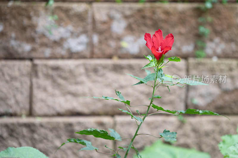 红罂粟花浸泡