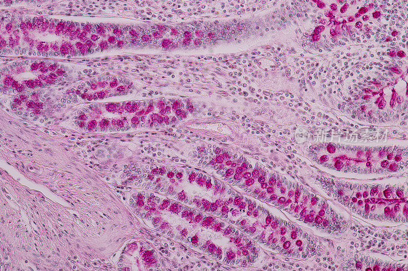 实验室显微镜下小肠或小肠组织。