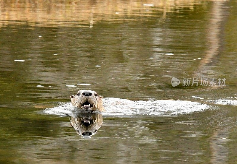 河水獭