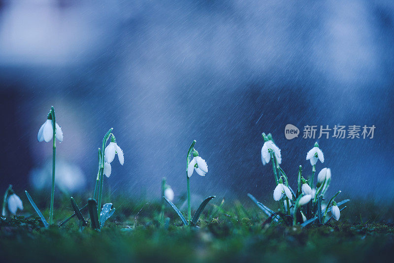 春雨中的雪兰