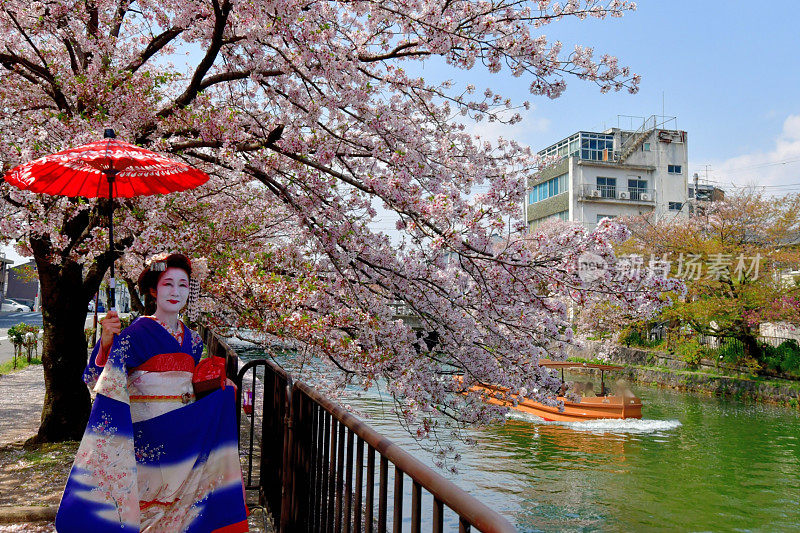 穿着美子服饰的日本妇女在京都运河边欣赏樱花