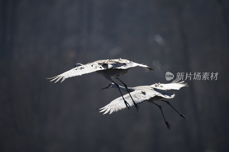 沙丘鹤正在飞行中