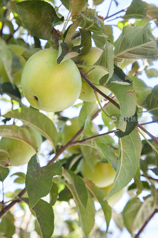 苹果树