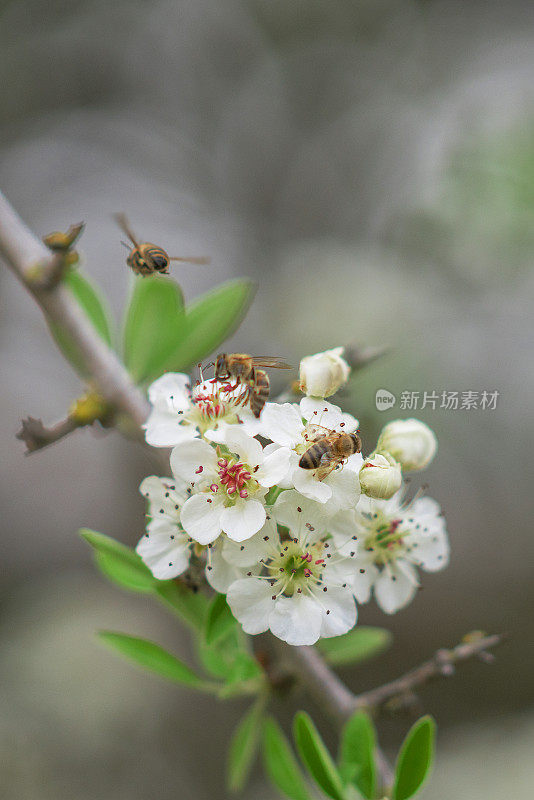 美丽的春天的花朵