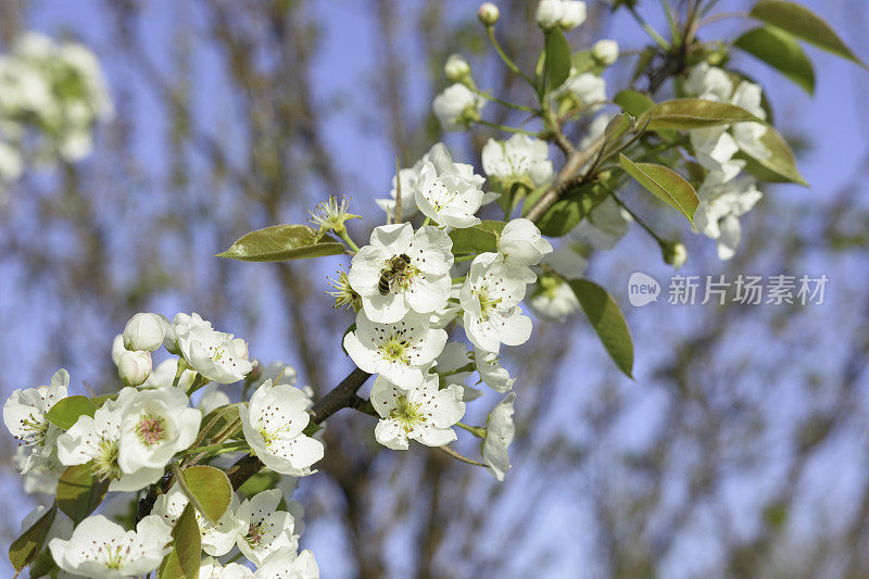 春天的背景——蜜蜂和开花的树枝