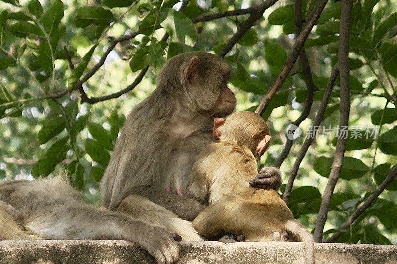 印度北方邦阿格拉，野生猕猴一家，母亲和婴儿坐在公共花园寺庙墙壁的树荫下拥抱