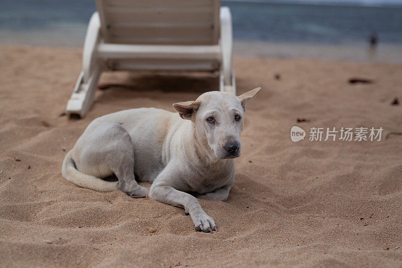 巴厘岛萨努尔海滩上无家可归的流浪狗