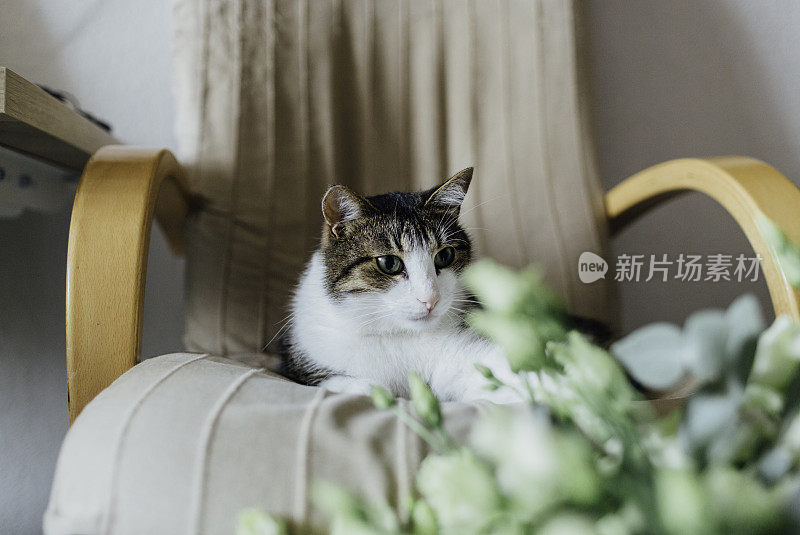 厨房桌子上的猫