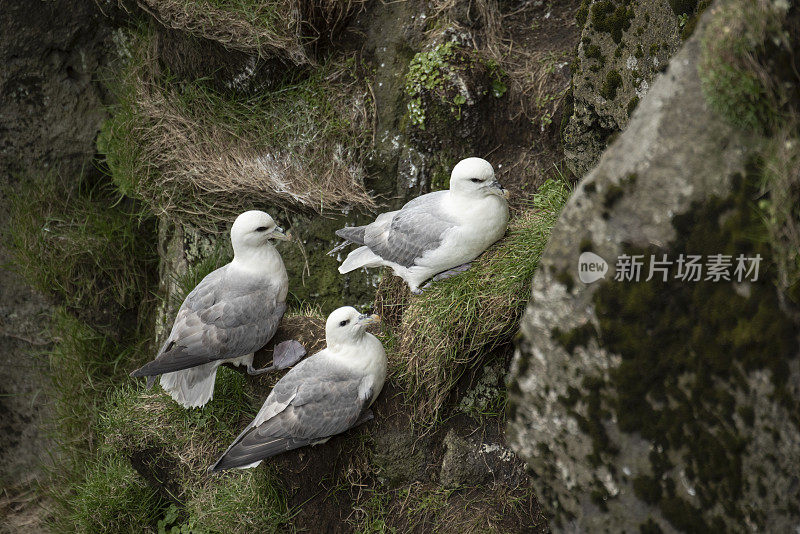 管鼻藿北部