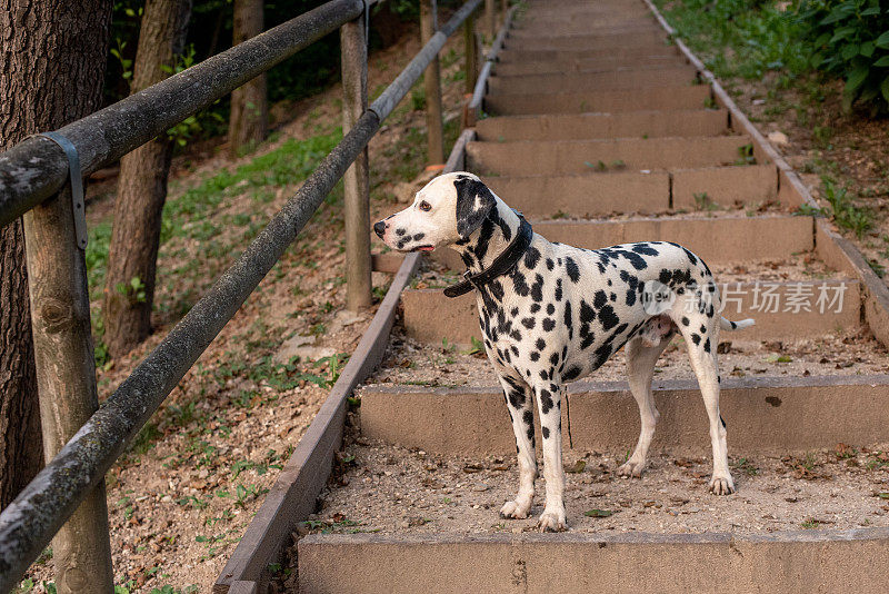 达尔马提亚犬