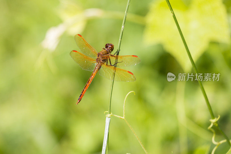 雄性金翅蜻蜓