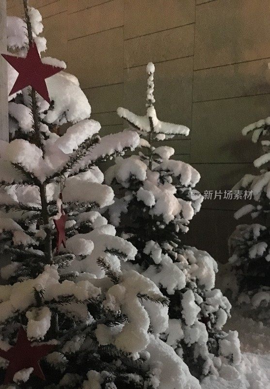 白雪覆盖的圣诞树