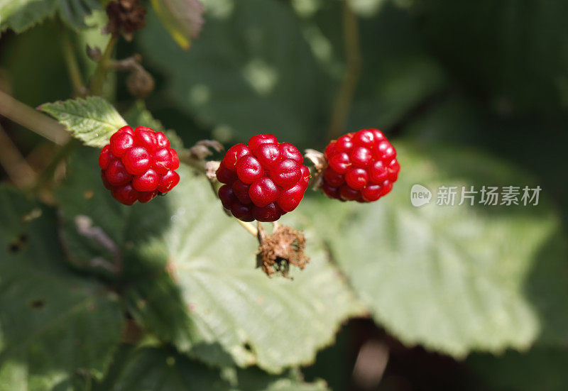 三个未成熟的红黑莓